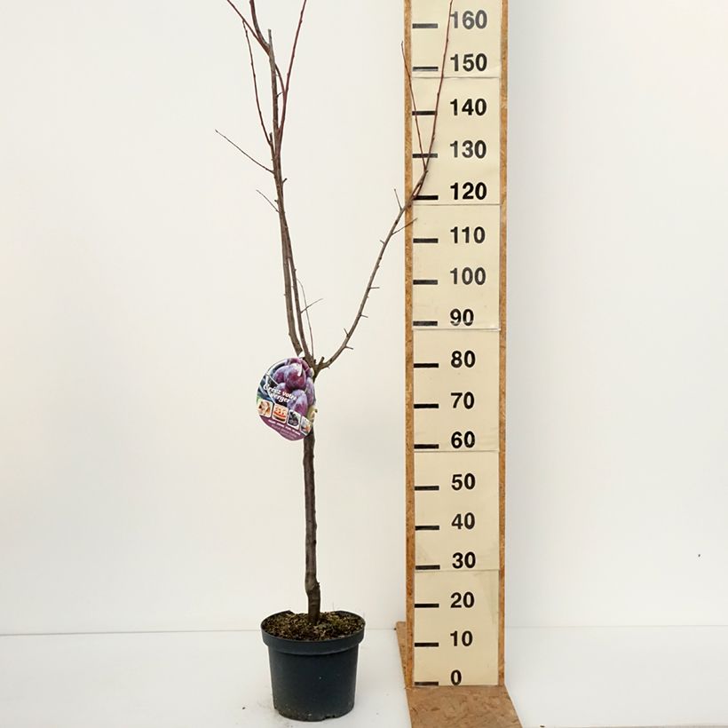 Prunus domestica Altesse Double - Common plum 7.5L/10L pot, Goblet sample as delivered in autumn