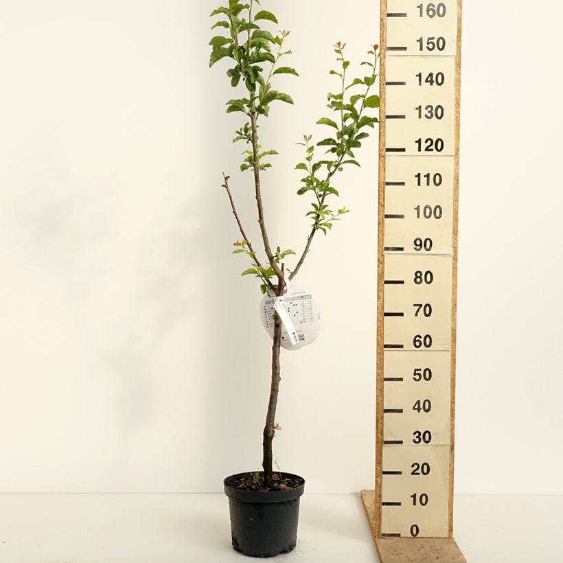 Prunus domestica Altesse Double - Common plum 7.5L/10L pot, Goblet sample as delivered in spring