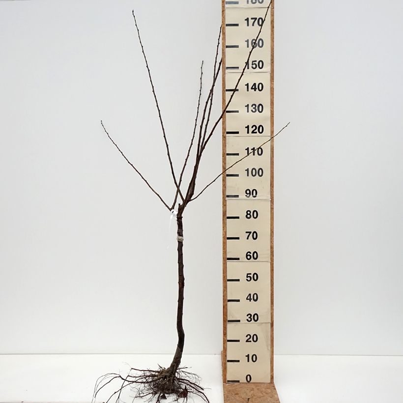 Prunus domestica Altesse Double - Common plum Bare root, Goblet sample as delivered in winter