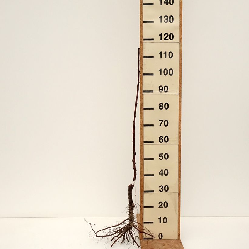 Prunus domestica Anna Spath - Common plum Bare root, Scion sample as delivered in winter