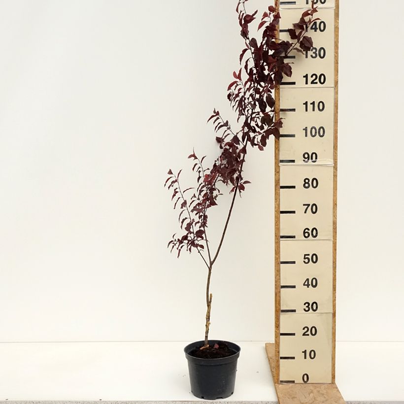 Prunus cerasifera Trailblazer - Cherry Plum 4L/5L pot sample as delivered in spring