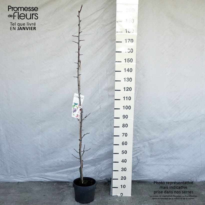 Prunus domestica Quetsche toronto - Common plum 6L/7L pot, Columnar sample as delivered in winter