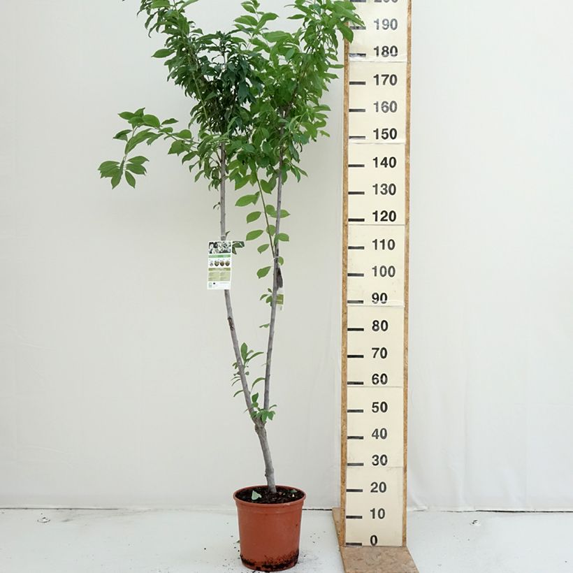 Two-in-one plum tree - Prunus Black Amber and Golden Japan 7.5L/10L pot sample as delivered in summer