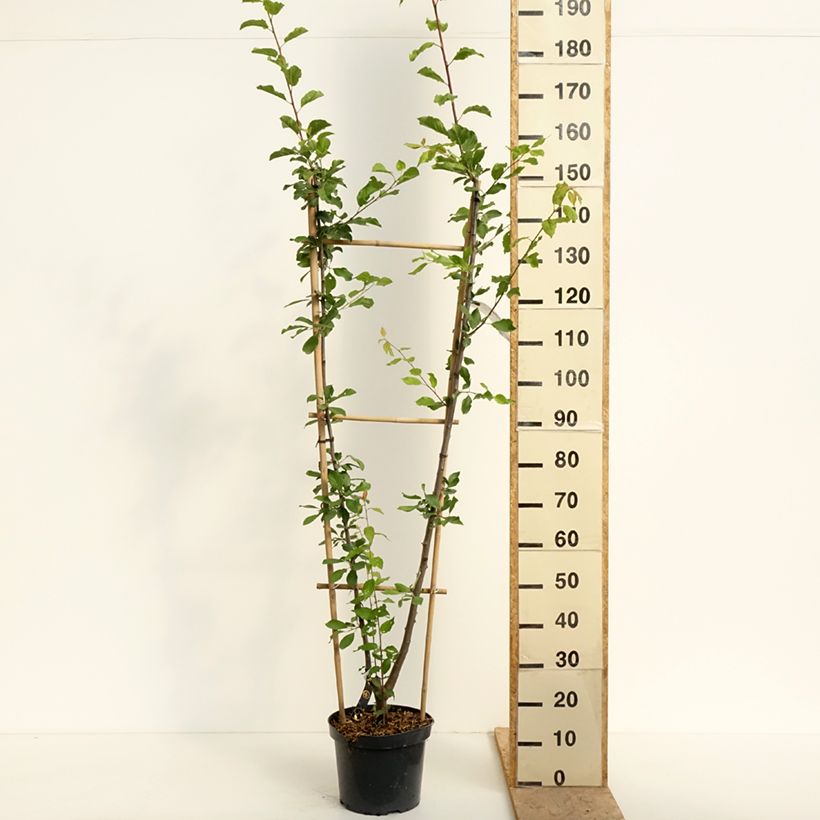 Duo of plum trees 7.5L/10L pot, Single u-shaped espalier sample as delivered in spring