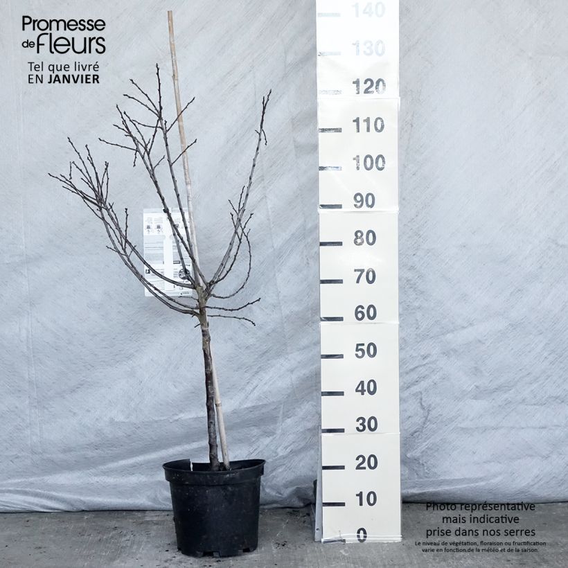 Prunus Mirabelle de Metz - plum 7.5L/10L pot, Goblet sample as delivered in winter