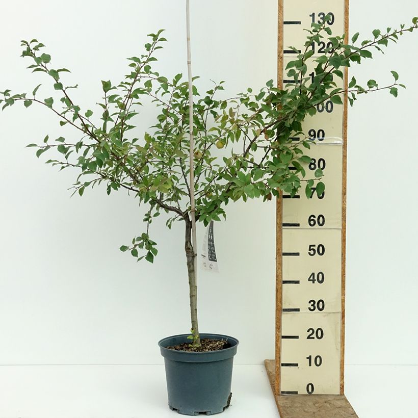Prunus Mirabelle de Metz - plum 7.5L/10L pot, Goblet sample as delivered in summer