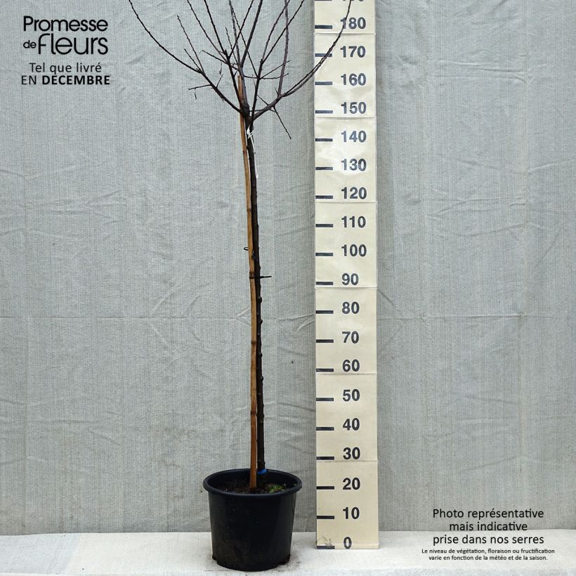 Prunus Mirabelle de Nancy Plum Tree 7.5L/10L pot, Half standard sample as delivered in winter