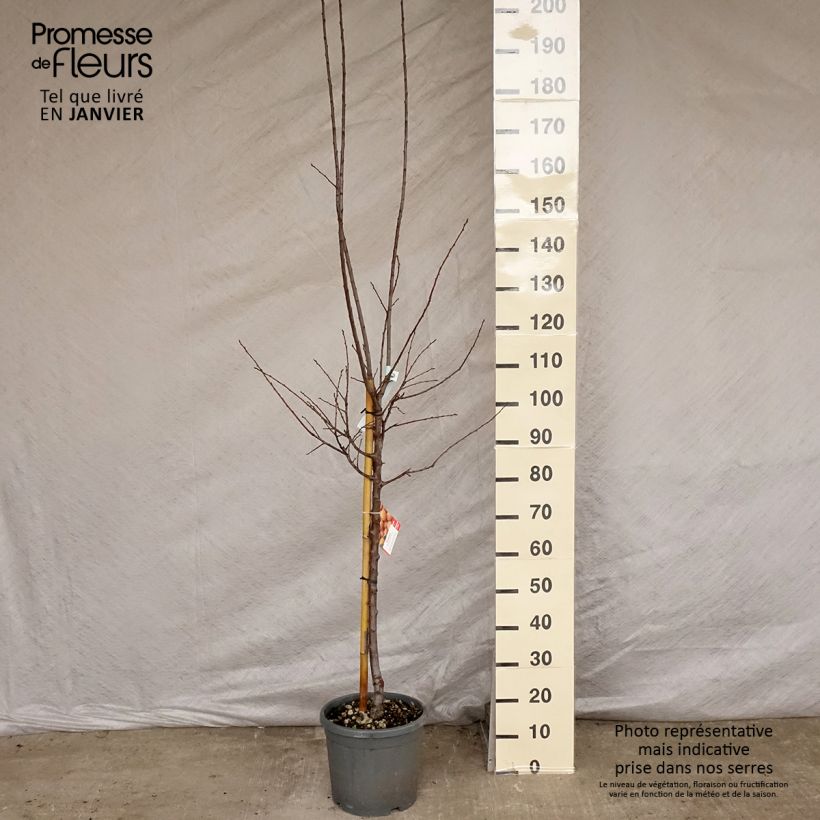 Prunus Mirabelle de Nancy Plum Tree 7.5L/10L pot, Goblet sample as delivered in winter