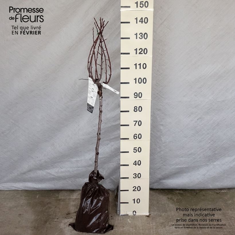 Prunus domestica Miraclaude - Common plum Ready-to-plant root ball, Goblet sample as delivered in winter