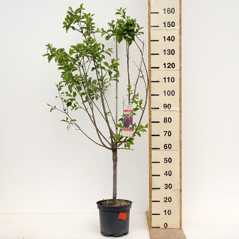Prunus domestica Mr. Hâtif - Common plum 7.5L/10L pot, Goblet sample as delivered in spring