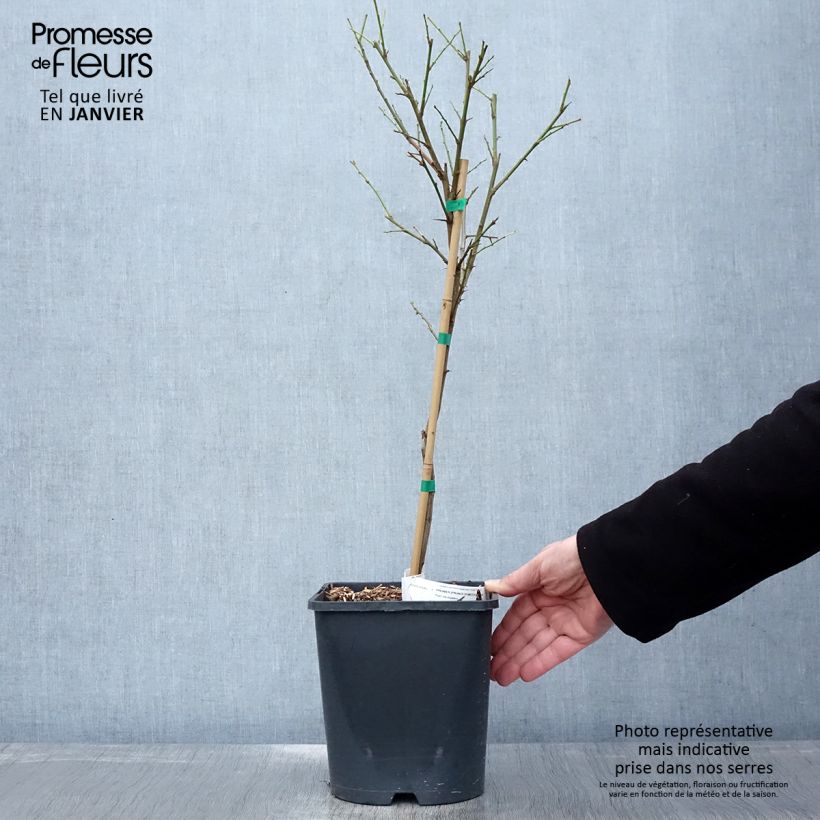 Prunus domestica Fruit Me Plum Me - Common plum 4L/5L pot, Dwarf sample as delivered in winter