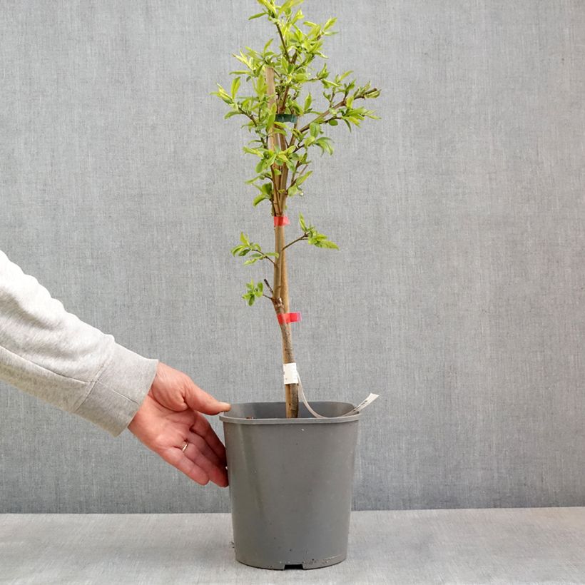 Prunus domestica Fruit Me Plum Me Angeleno - Common plum 4L/5L pot, Dwarf sample as delivered in spring