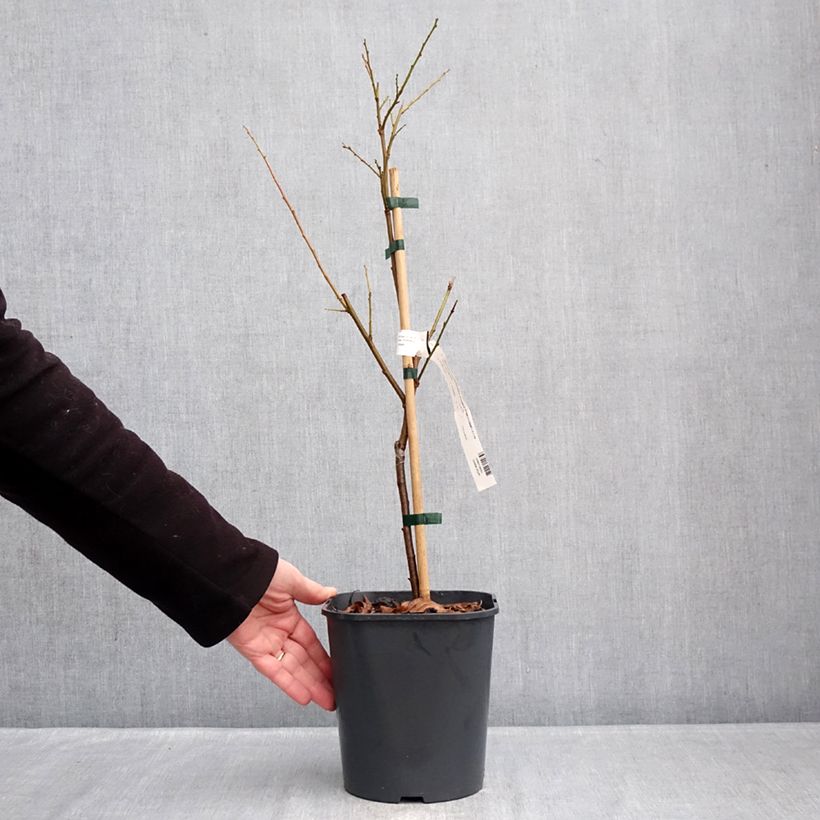 Prunus domestica Fruit Me Plum Me Angeleno - Common plum 4L/5L pot, Dwarf sample as delivered in winter