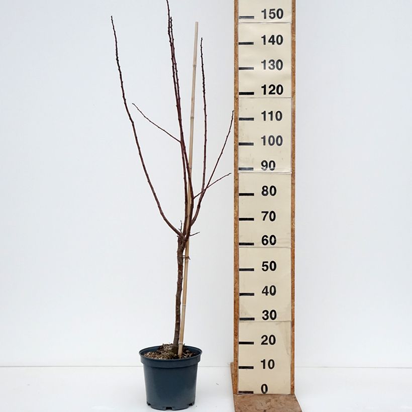 Prunus domestica  Goldust - Common plum 6L/7L pot, Quarter standard sample as delivered in winter