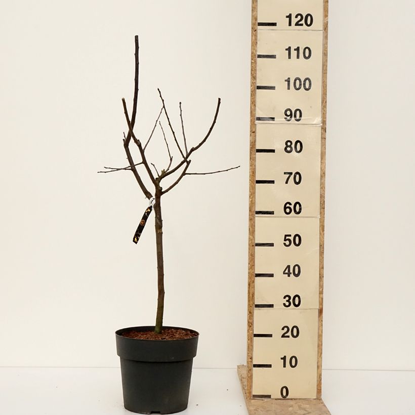 Prunus domestica Hanna - Plum 7.5L/10L pot sample as delivered in winter