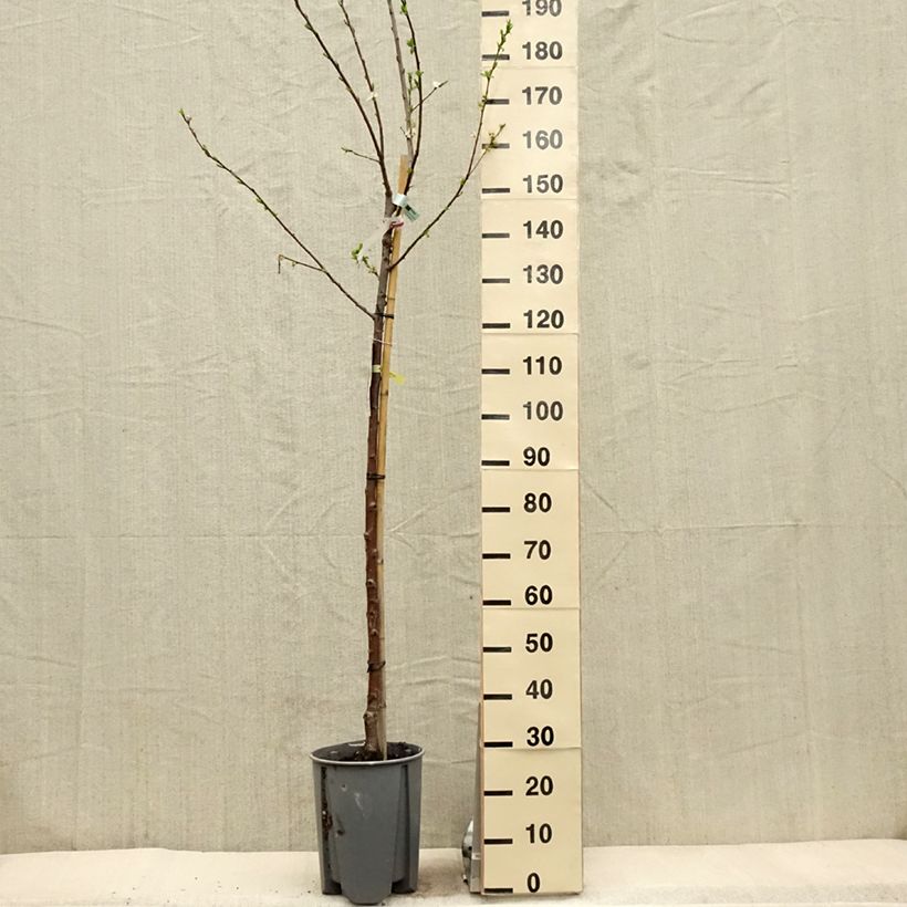 Prunus domestica Président - Common plum 7.5L/10L pot, Half standard sample as delivered in spring