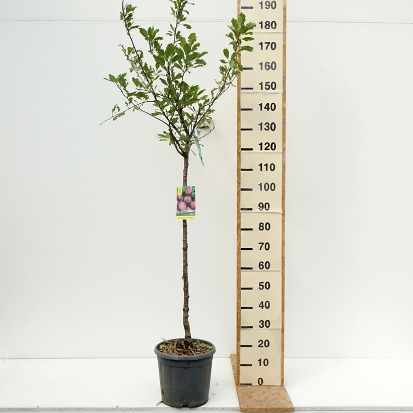 Prunus domestica Prune d'Ente - Common plum 7.5L/10L pot, Half standard sample as delivered in summer