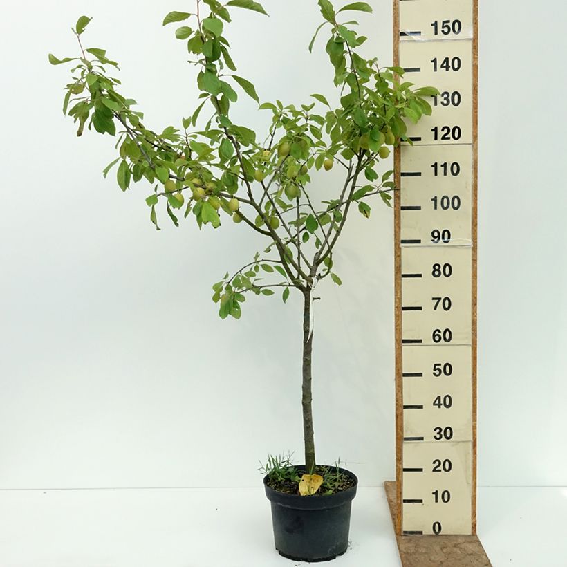 Prunus domestica Prune d'Ente - Common plum 7.5L/10L pot, Goblet sample as delivered in summer