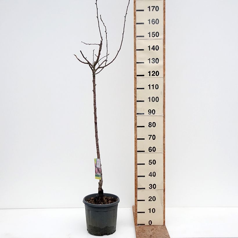 Prunus domestica Prune d'Ente - Common plum 7.5L/10L pot, Goblet sample as delivered in winter