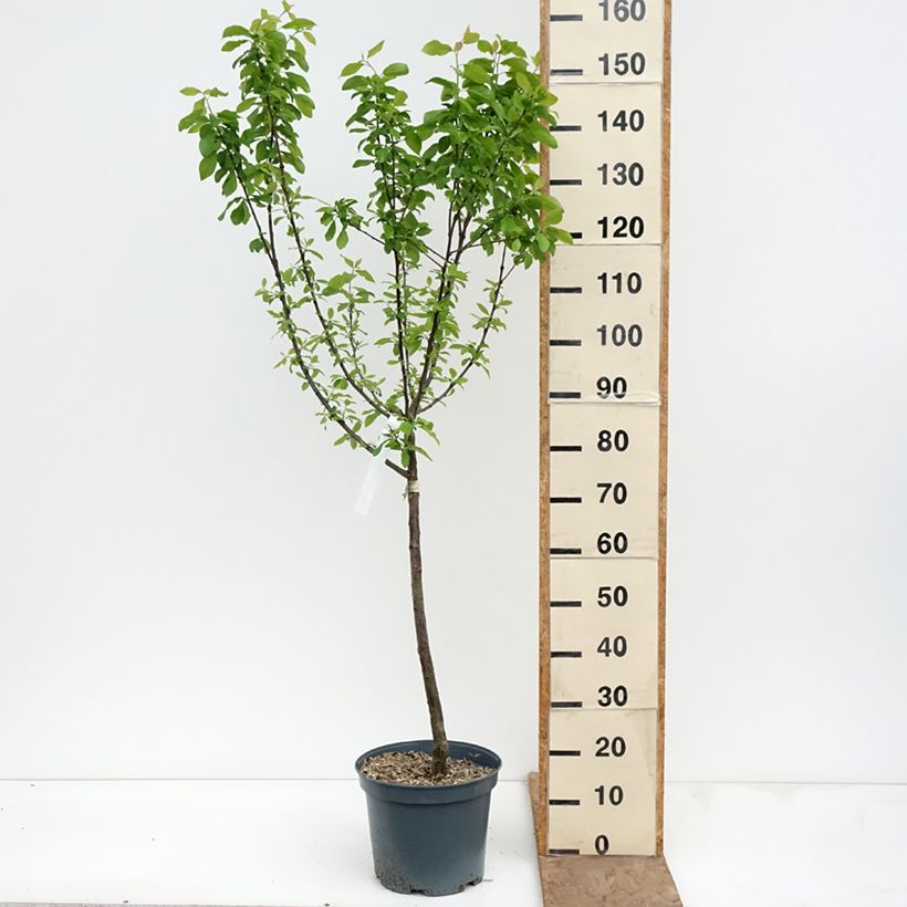 Prunus domestica Prune d'Ente - Common plum 7.5L/10L pot, Goblet sample as delivered in spring
