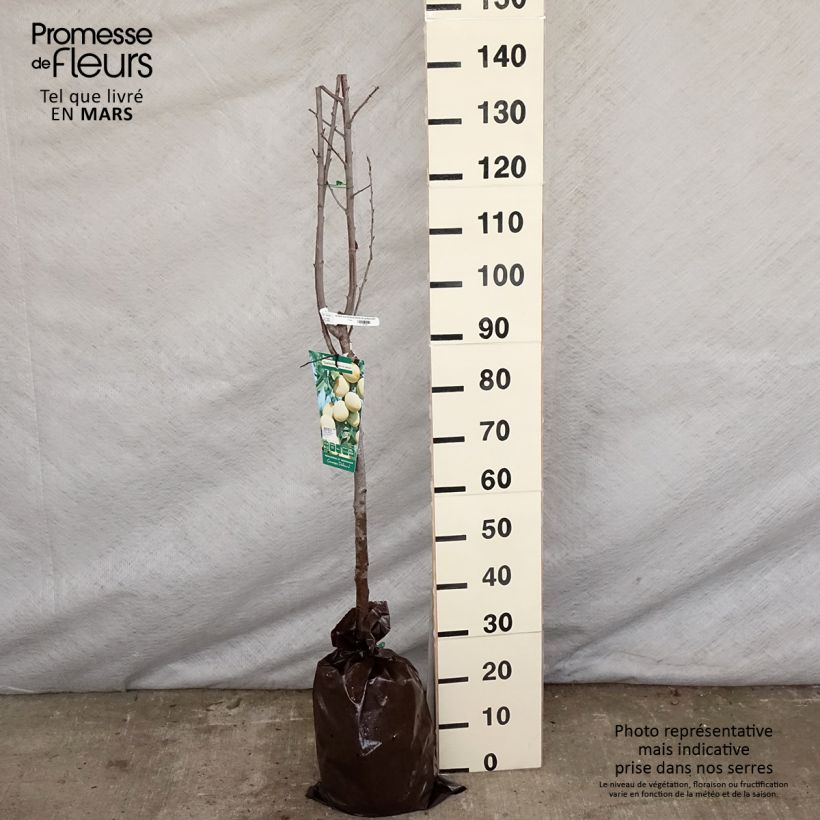 Prunus domestica Quetsche Blanche de Létricourt - Common plum Ready-to-plant root ball, Half standard sample as delivered in spring