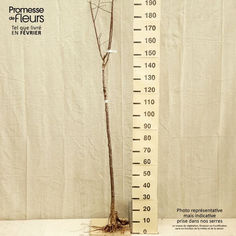 Prunus domestica Quetsche Blanche de Létricourt - Common plum Bare root, Half standard sample as delivered in winter