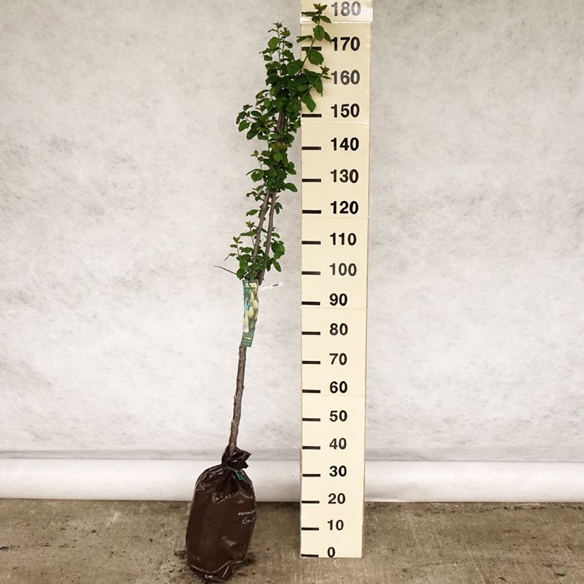 Prunus domestica Quetsche Blanche de Létricourt - Common plum Ready-to-plant root ball, Goblet sample as delivered in spring