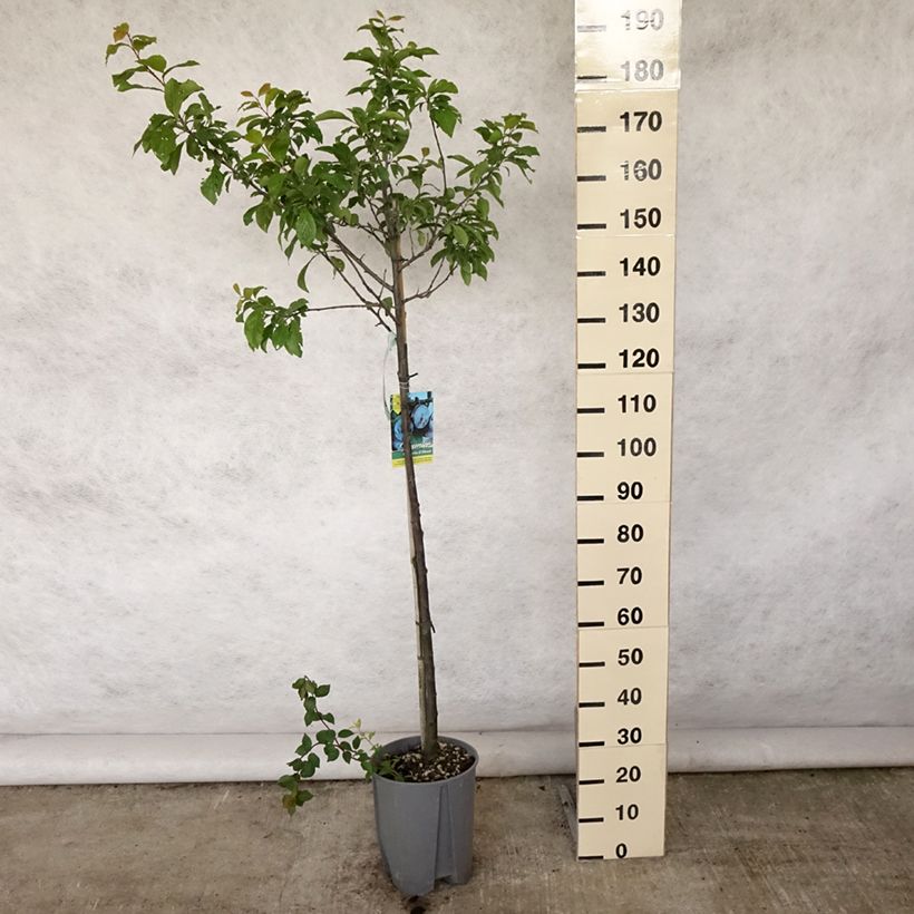 Prunus domestica Quetsche d'Alsace - Common plum 7.5L/10L pot, Half standard sample as delivered in summer