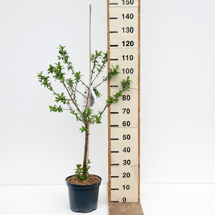 Prunus domestica Quetsche d'Alsace - Common plum 7.5L/10L pot, Goblet sample as delivered in spring