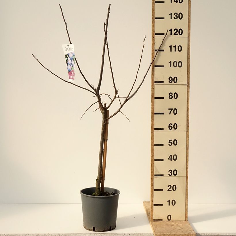 Prunus domestica Stanley - Common plum 7.5L/10L pot, Goblet sample as delivered in winter