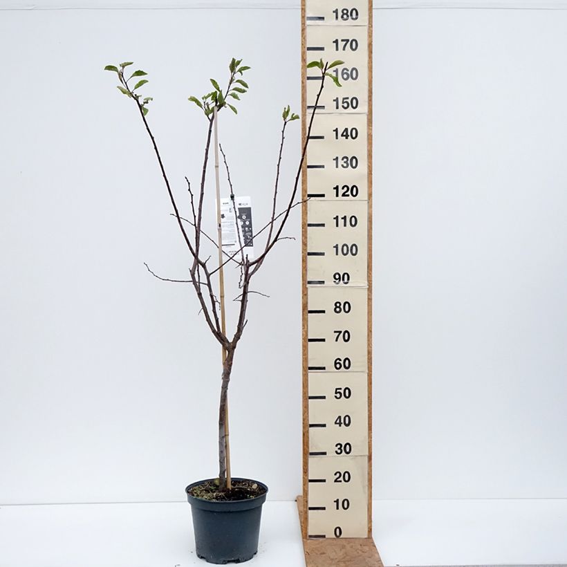 Prunus domestica Stanley - Common plum 7.5L/10L pot, Goblet sample as delivered in autumn