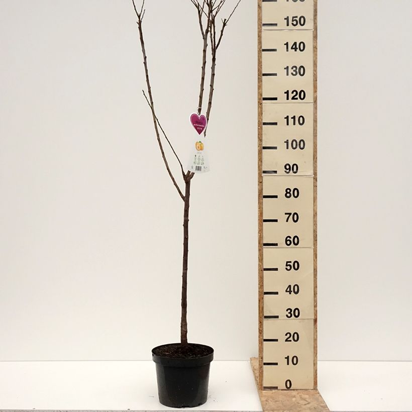 Prunus domestica Reine Claude d'Oullins - Common plum 7.5L/10L pot, Goblet sample as delivered in winter