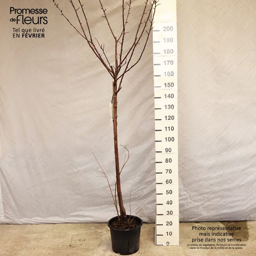 Prunus domestica Reine Claude de Bavay - Common plum 7.5L/10L pot, Half standard sample as delivered in winter
