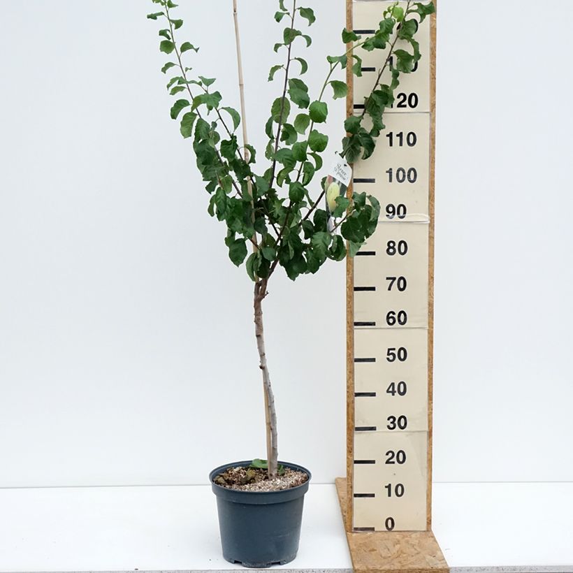 Prunus domestica Reine Claude de Bavay - Common plum 7.5L/10L pot, Goblet sample as delivered in summer