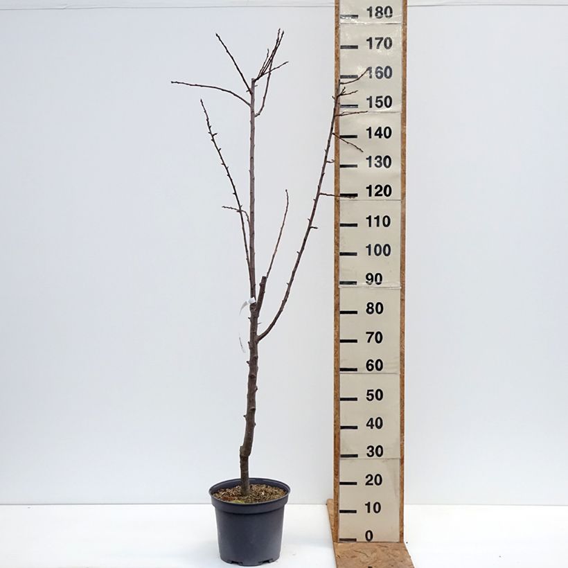 Reine Claude De Juillet' Plum Tree 7.5L/10L pot, Goblet sample as delivered in autumn