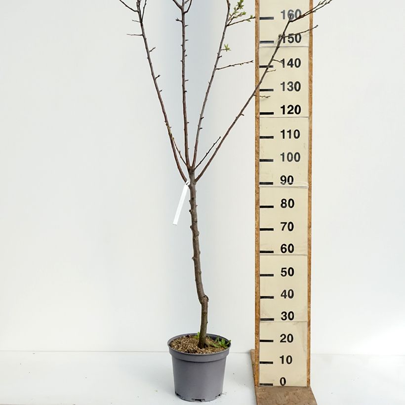 Reine Claude De Juillet' Plum Tree 7.5L/10L pot, Goblet sample as delivered in spring