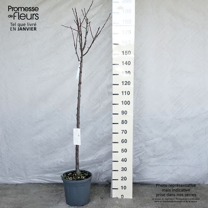 Prunus domestica Reine Claude Dorée - Common plum 7.5L/10L pot, Half standard sample as delivered in winter