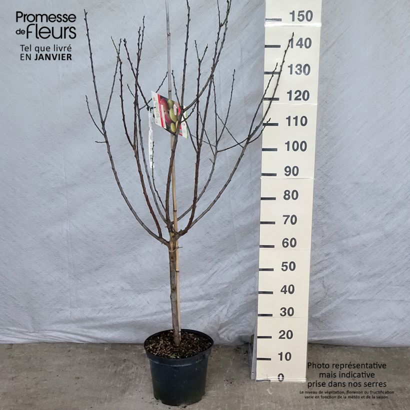 Prunus domestica Reine Claude Moissac - Common plum 7.5L/10L pot, Goblet sample as delivered in winter