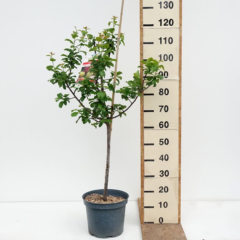 Prunus domestica Reine Claude Moissac - Common plum 7.5L/10L pot, Goblet sample as delivered in spring