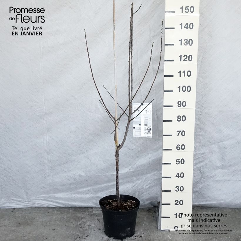 Prunus domestica Reine Claude violette - Common plum 7.5L/10L pot, Goblet sample as delivered in winter