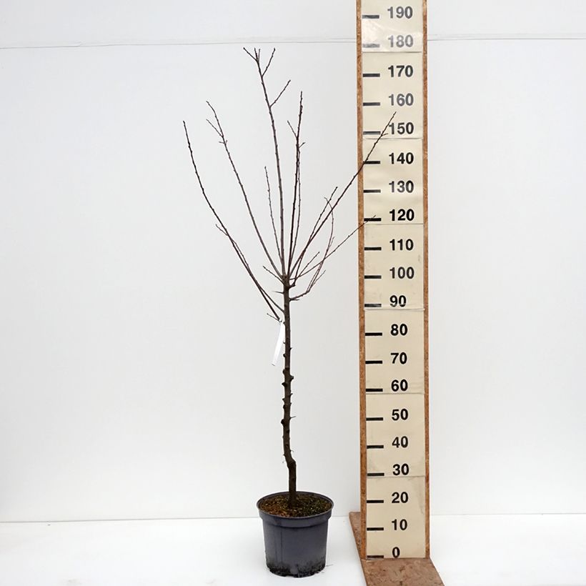 Saint Catherine Plum Tree 7.5L/10L pot, Goblet sample as delivered in winter