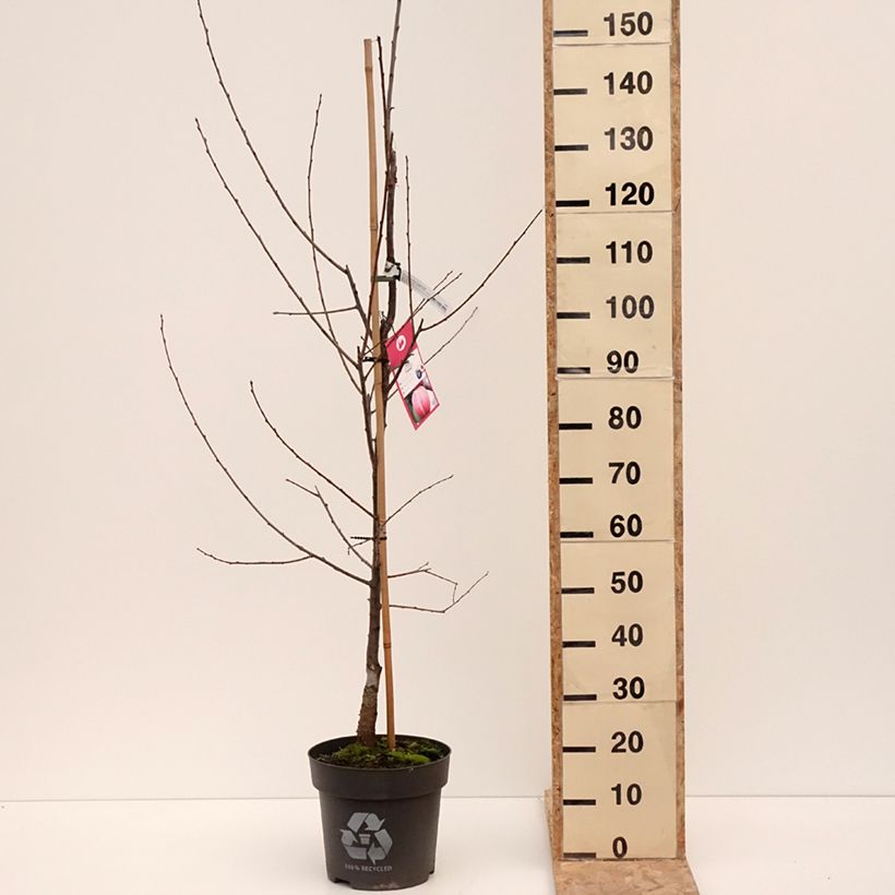 Prunus domestica Tipala 7.5L/10L pot, Goblet sample as delivered in winter