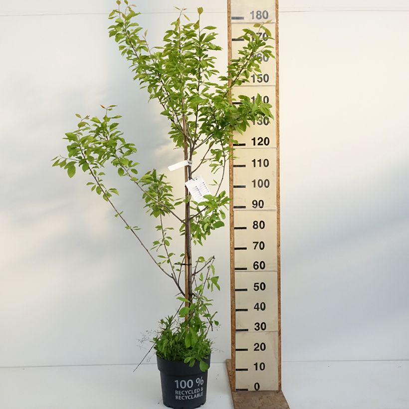 Prunus domestica Tipala 7.5L/10L pot, Goblet sample as delivered in spring
