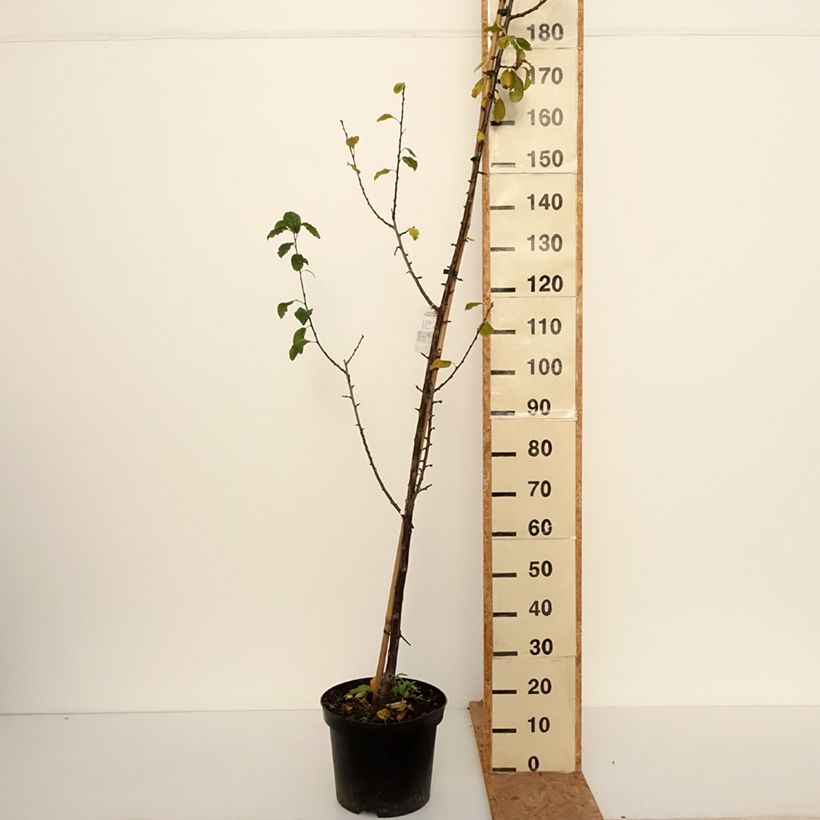 Prunus domestica Węgierka Dąbrowicka - Common plum 7.5L/10L pot, Goblet sample as delivered in autumn