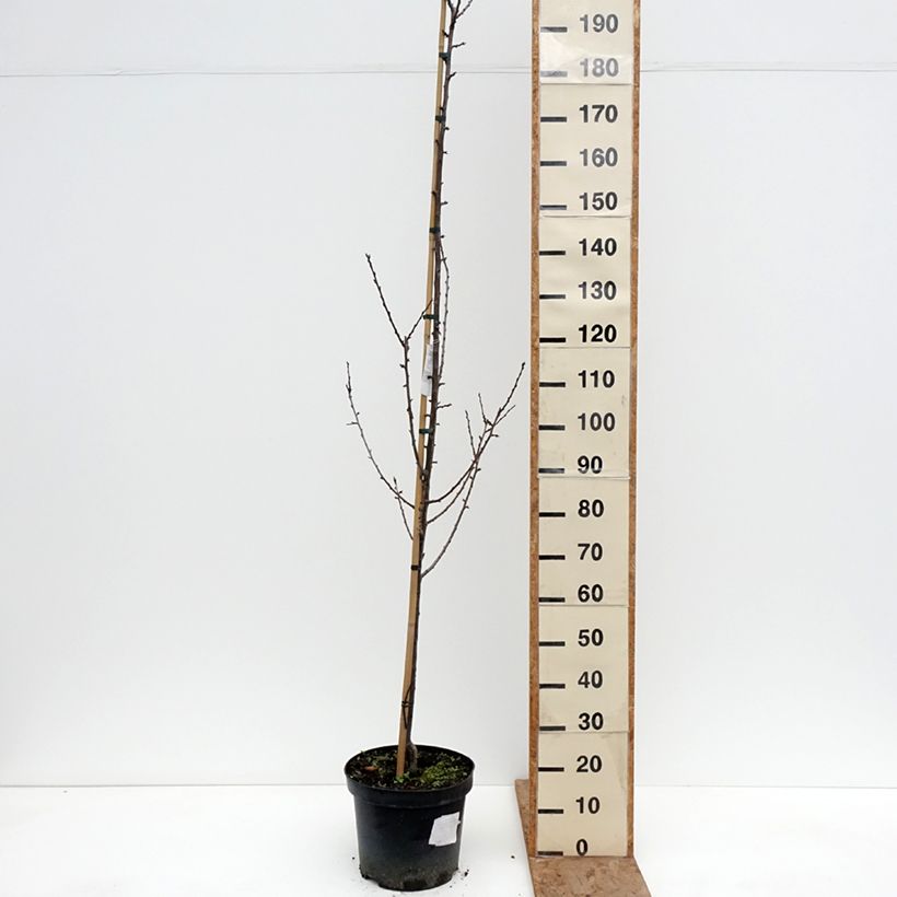 Prunus domestica Węgierka Dąbrowicka - Common plum 7.5L/10L pot, Goblet sample as delivered in winter