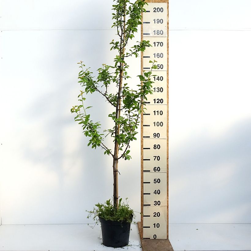 Prunus domestica Węgierka Dąbrowicka - Common plum 7.5L/10L pot, Goblet sample as delivered in spring