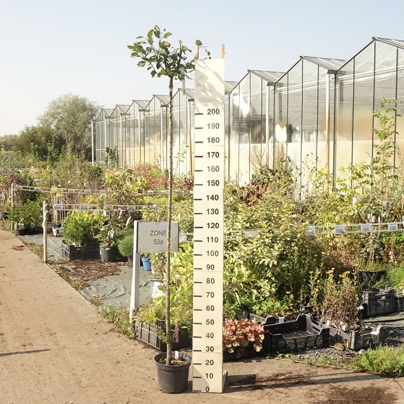 Prunus domestica Wignon - Common plum 7.5L/10L pot, Standard sample as delivered in summer