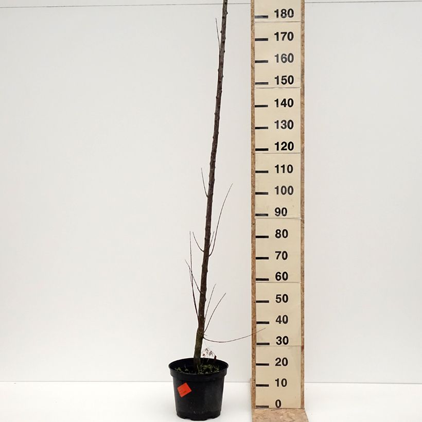 Prunus domestica Wignon - Common plum 7.5L/10L pot, Standard sample as delivered in winter