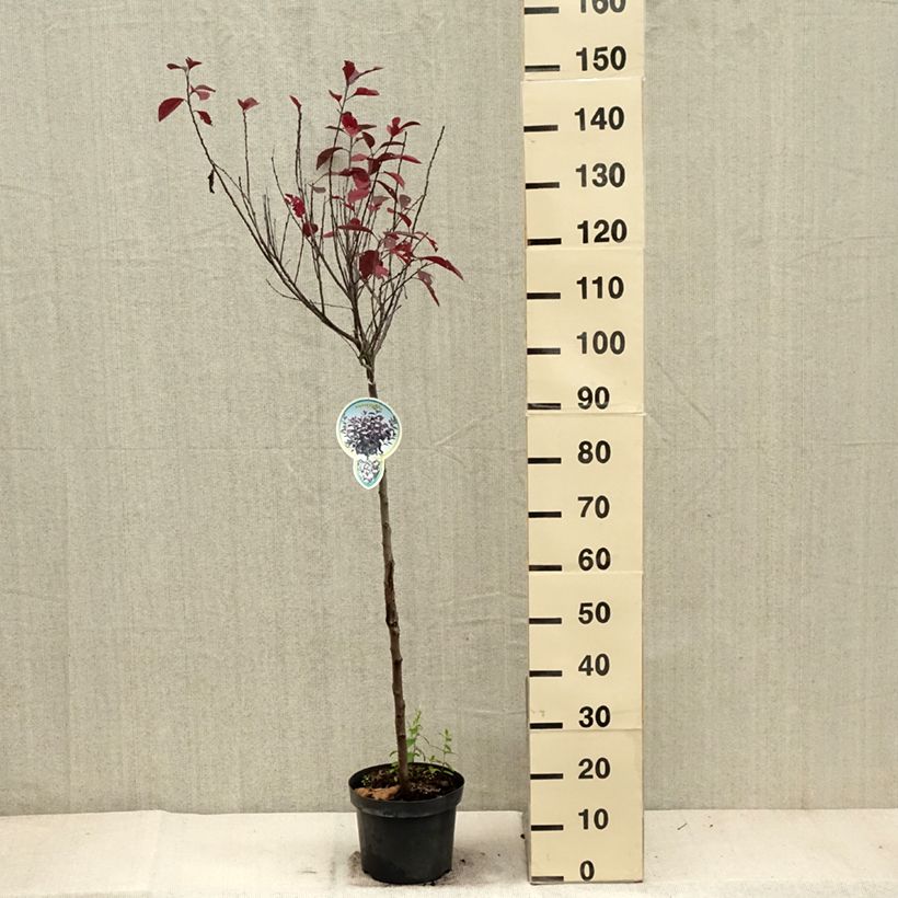 Prunus x cistena - Purple-leaved Sand Cherry 4L/5L pot sample as delivered in autumn