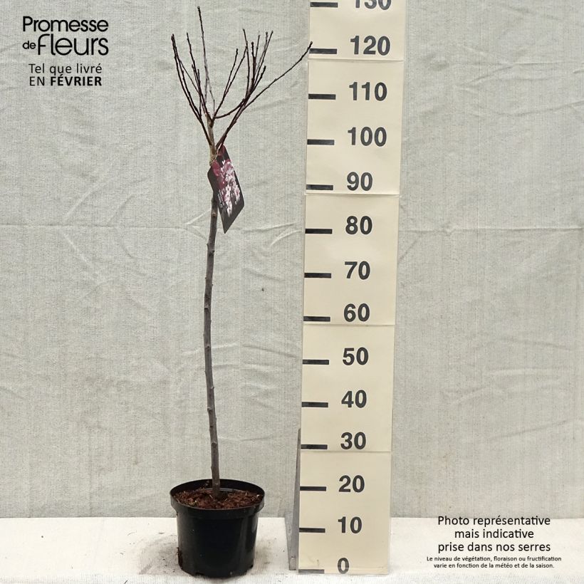 Prunus x cistena - Purple-leaved Sand Cherry 4L/5L pot sample as delivered in winter